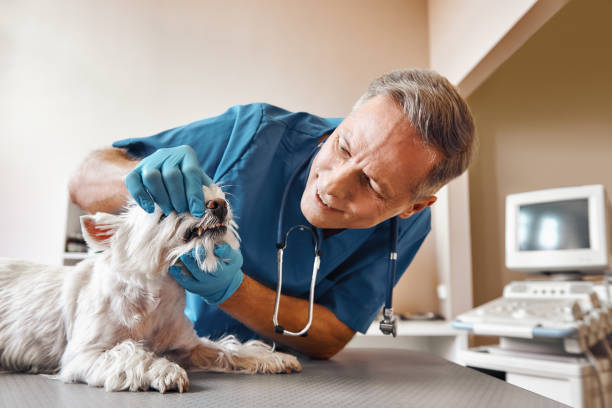 Best Same-Day Emergency Dental Services in Vineyards, FL